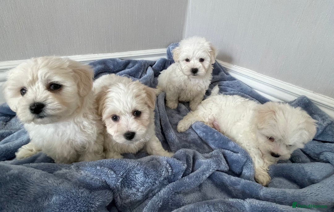 Maltipoo dogs for sale: 🐾 maltipoo puppy’s 🐾 - Image 8