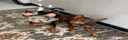 Miniature Pinscher dogs for sale: STUNNING father & daughter min pins  - Advert 2