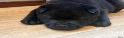 Mixed Breed dogs for sale: Gorjuss (staffyxchow) chaffy x chow pups  - Advert 17