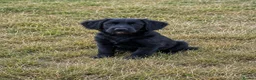 Bordoodle dogs for sale: Bordoodle Puppies Last Remaining Two ⭐ - Advert 1