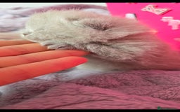 British Shorthair cats for sale: 2 LILAC BOYS CHUBBY BEAUTIES - Image 15
