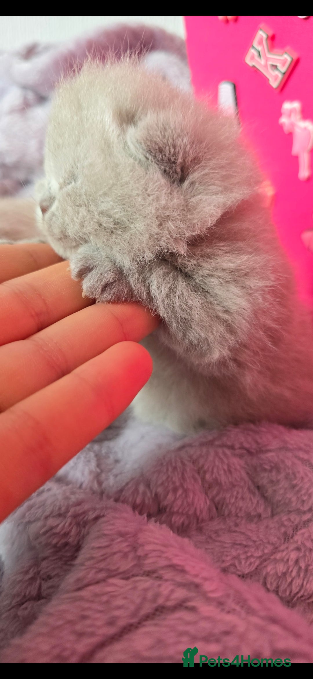 British Shorthair cats for sale: 2 LILAC BOYS CHUBBY BEAUTIES - Image 15