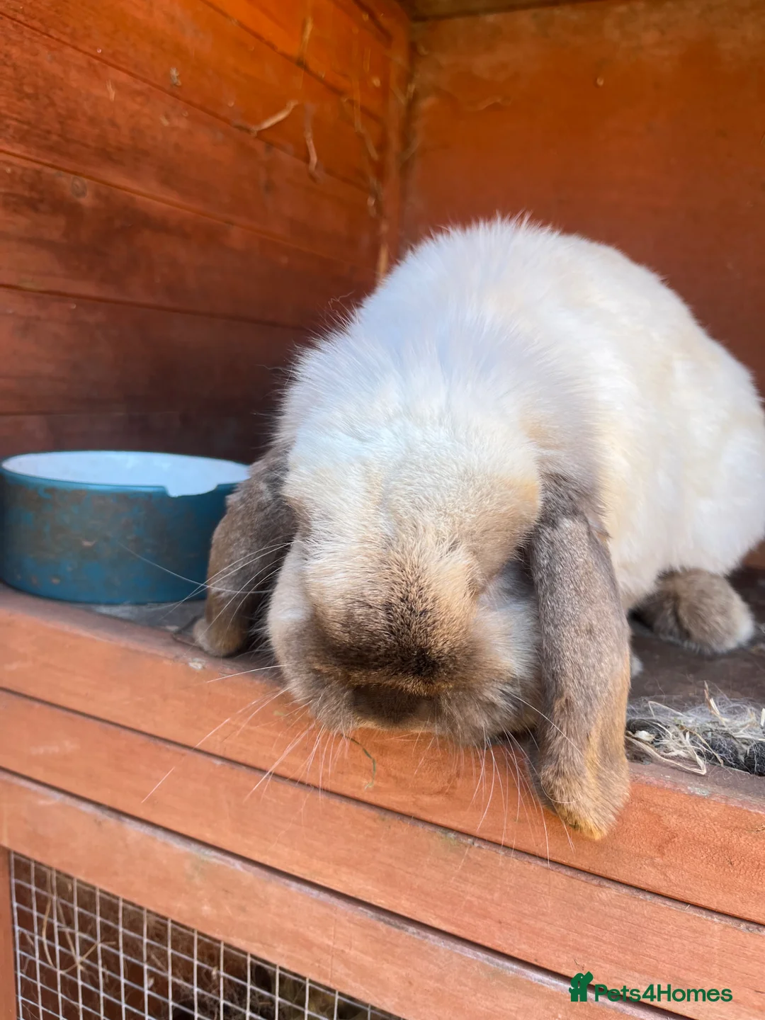 Dwarf Lop rabbits for sale: Rabbit looking for a new home - Advert 2