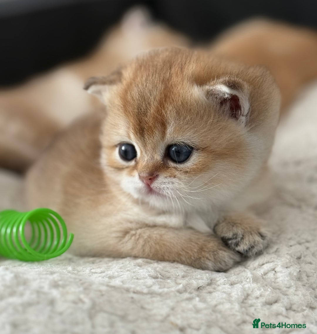 British Shorthair cats for sale: 🌟 Last two beautiful  Golden BSH girls 🌟 - Advert 32