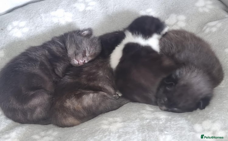 Mixed Breed cats - Advert 16
