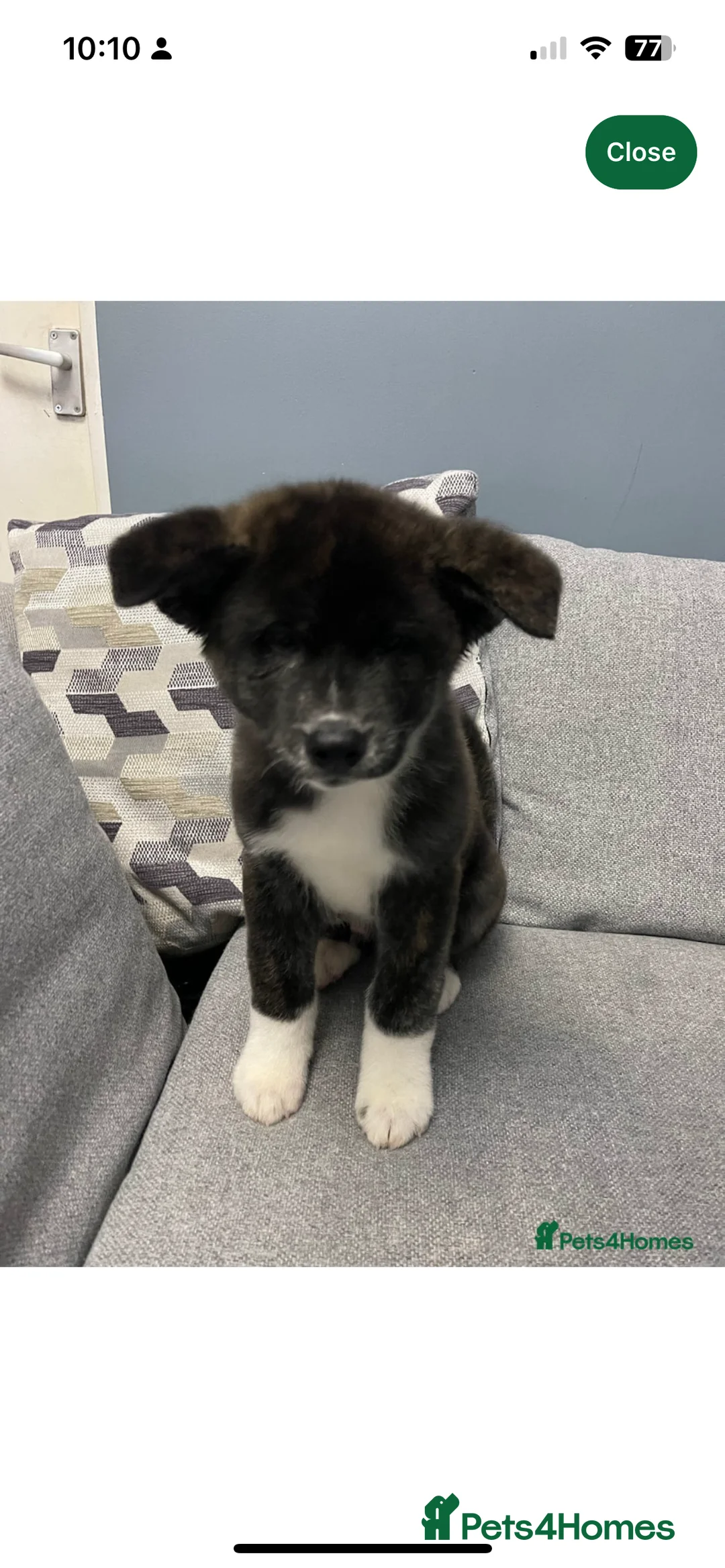 Japanese Akita Inu dogs for sale: Hades Rehome  - Advert 2