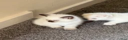 Scottish Fold cats for sale: Gorgeous Scottish Fold & Straight Kittens  in Ayr - Advert 18