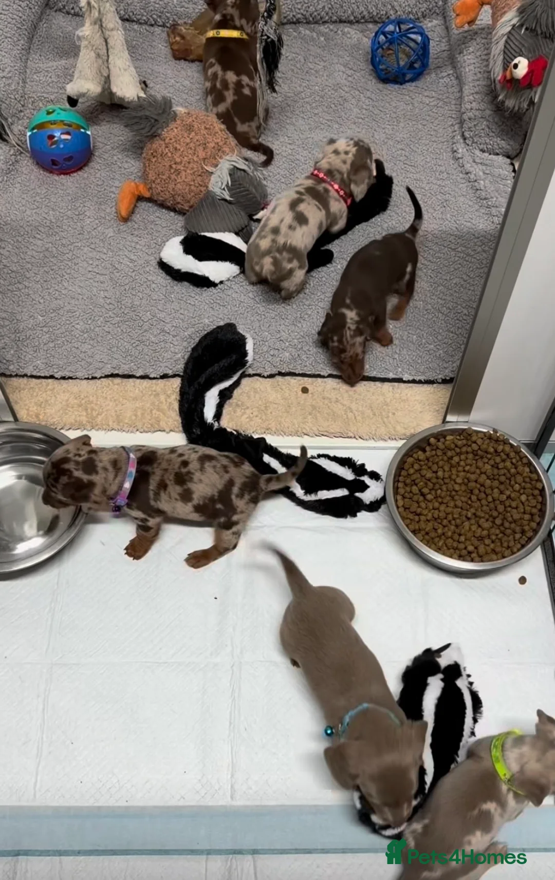 Miniature Dachshund dogs for stud: Isabella Blue Dachshund  - Advert 2