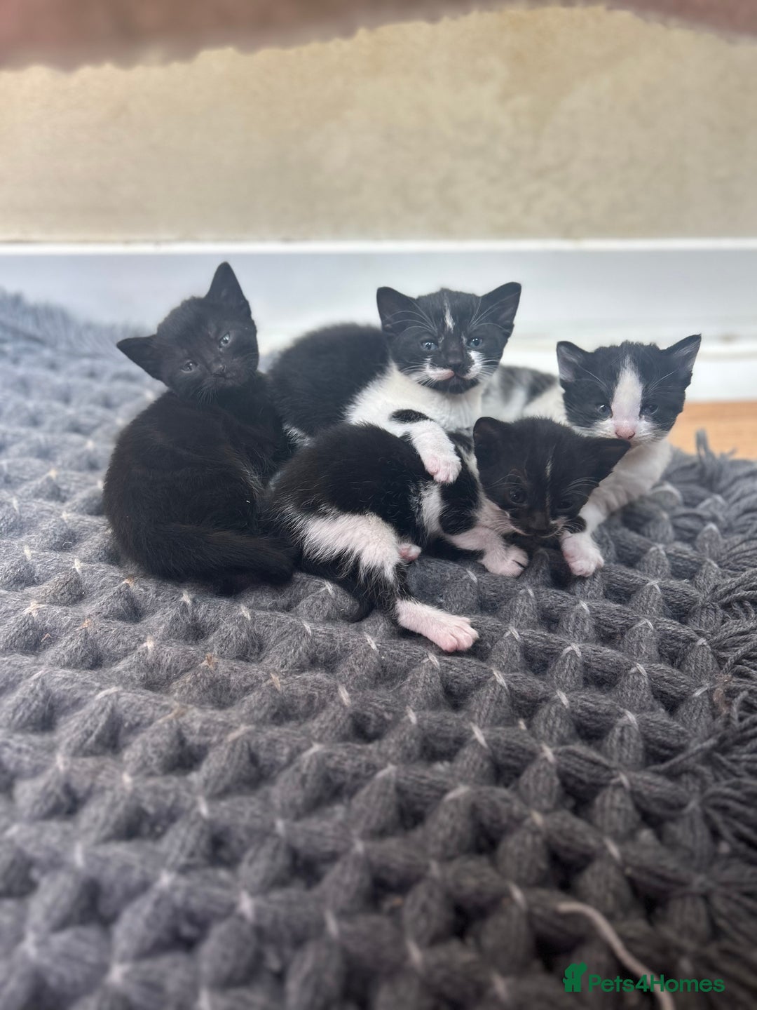 Mixed Breed cats for sale: 4 tuxedo kittens ready for new homes  - Image 2