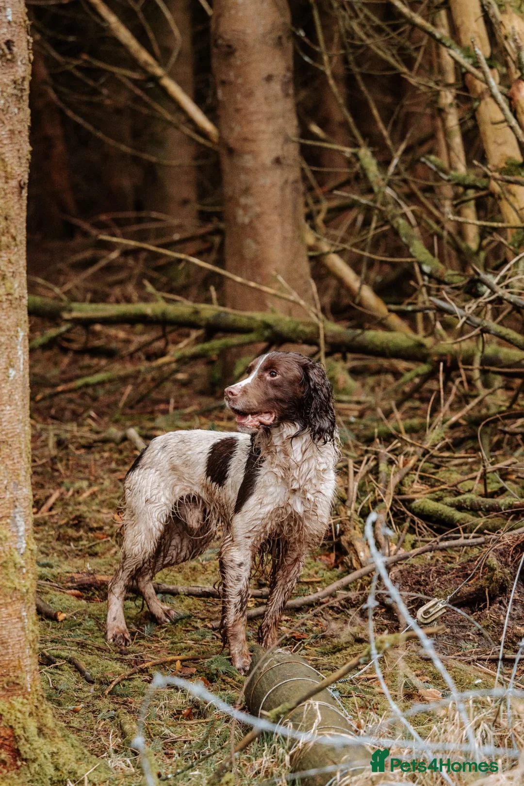 English Springer Spaniel dogs for stud: EXCEPTIONAL KC Reg springer spaniel stud in Accrington - Advert 2