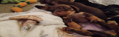 Miniature Dachshund Puppy 2