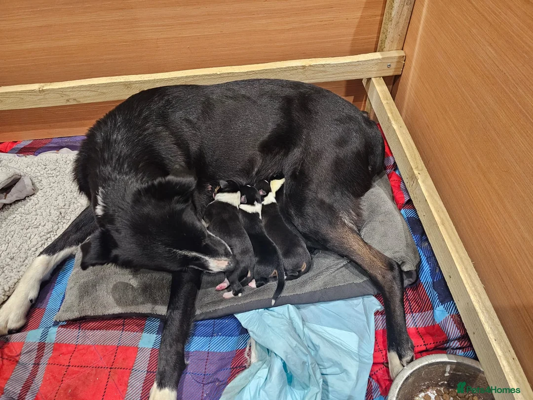 Mixed Breed dogs for sale: Huntaway x Collie X New Zealand Collie - Advert 7