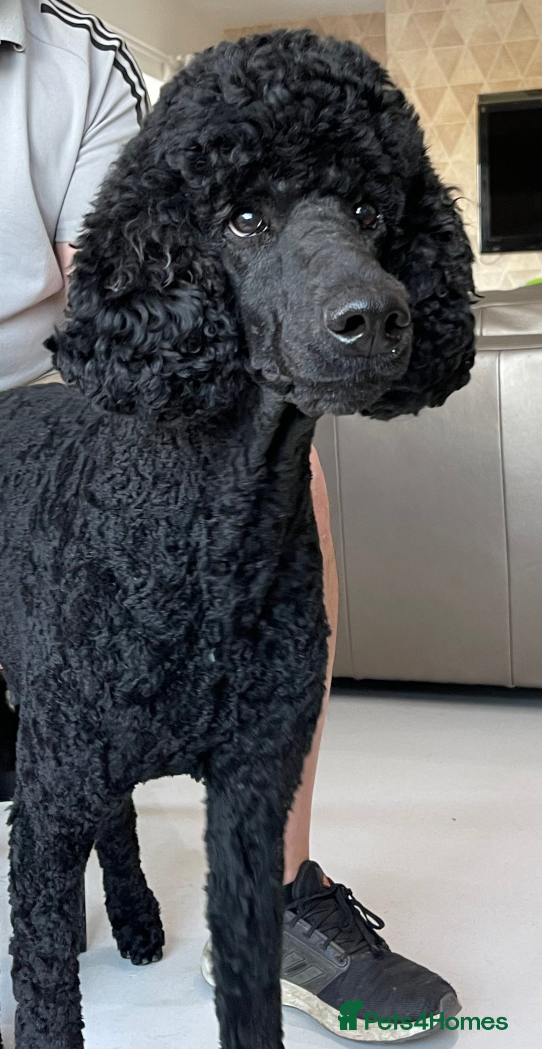 Goldendoodle dogs for sale: Stunning Goldendoodle puppies - Image 34