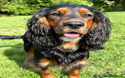 Cocker Spaniel dogs for sale: 🐾 KC Reg - Working Cocker spaniel DNA Tested 🧬 - Image 19