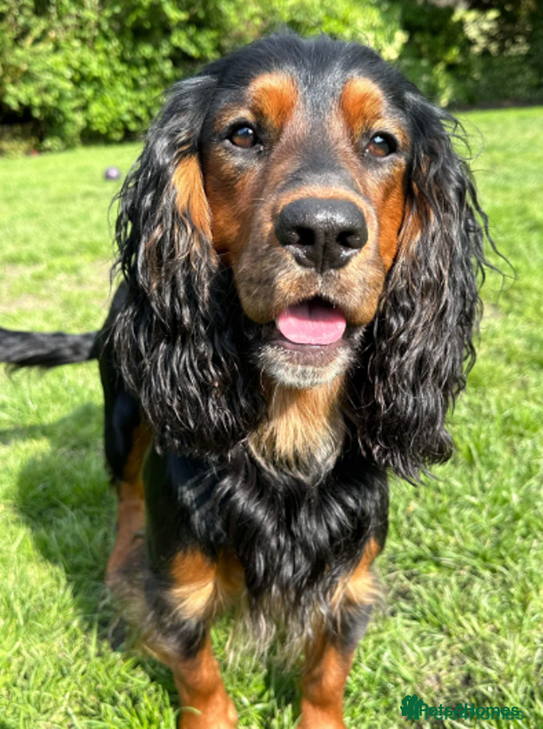 Cocker Spaniel dogs for sale: 🐾 KC Reg - Working Cocker spaniel DNA Tested 🧬 - Image 19