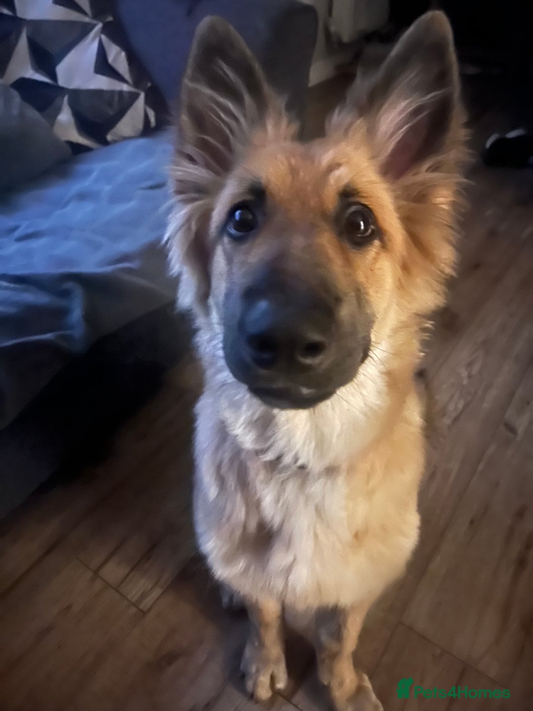 German Shepherd dogs for sale: German shepherd 4mnths old - Image 1