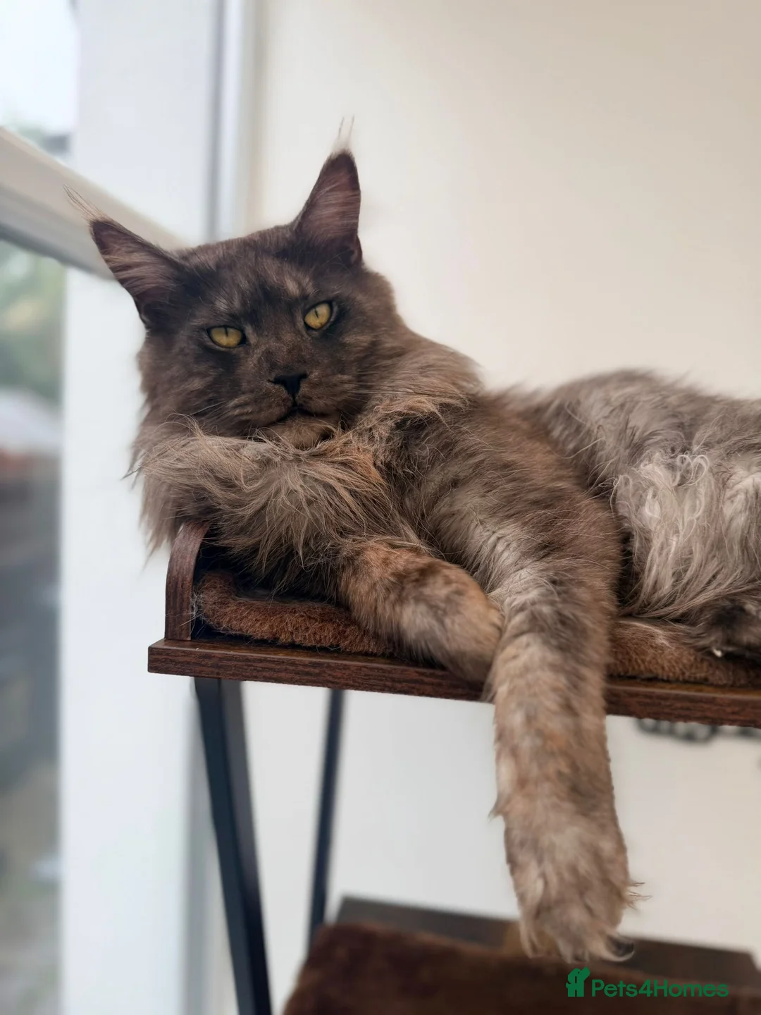 Maine Coon cats for sale: GCCF MAINE COON KITTENS - Advert 20