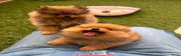 Pomeranian dogs for sale: STUNNING POMERANIAN PUPPYS  in Blackpool - Advert 4