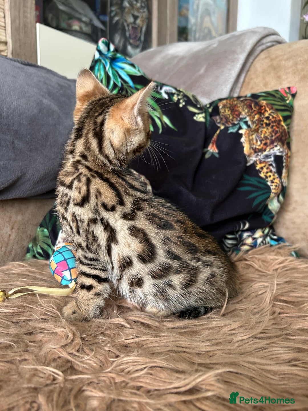 Bengal cats for sale: ❤️ PURE BENGAL KITTENS ❤️ - Image 9
