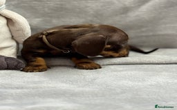 Miniature Dachshund dogs for sale: Miniature dachshund  - Image 25