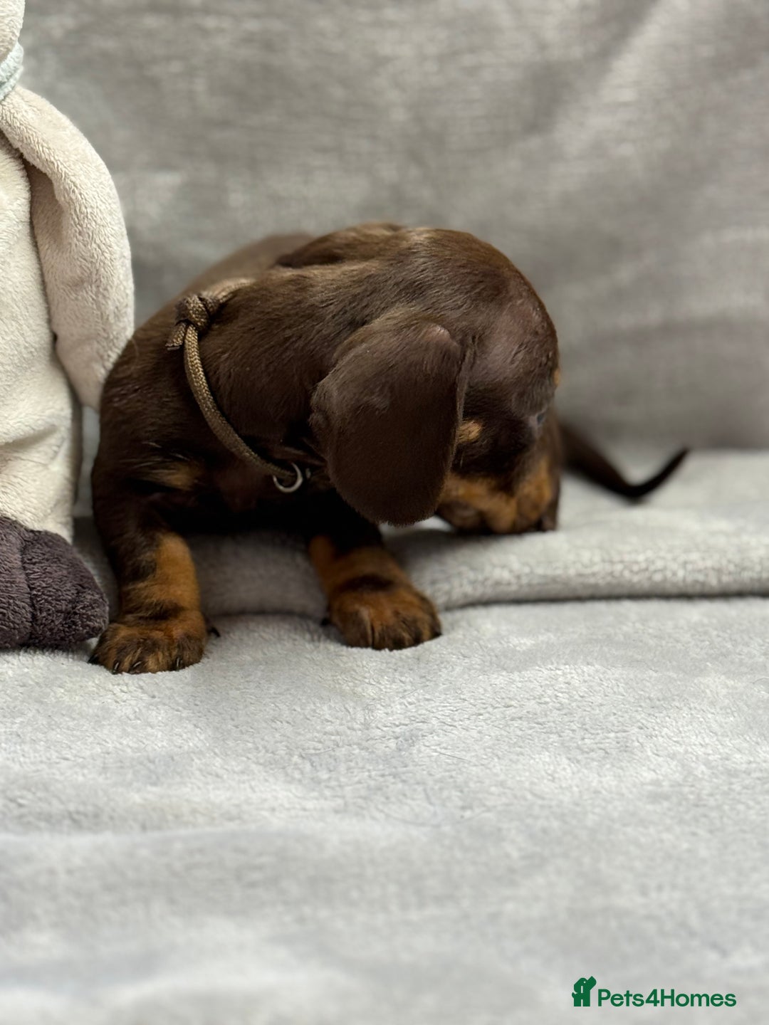 Miniature Dachshund dogs for sale: Miniature dachshund  - Image 25