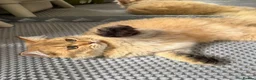 British Longhair cats for sale: ✨TICA REGISTERED GOLDEN LONGHAIR KITTENS✨ - Advert 11