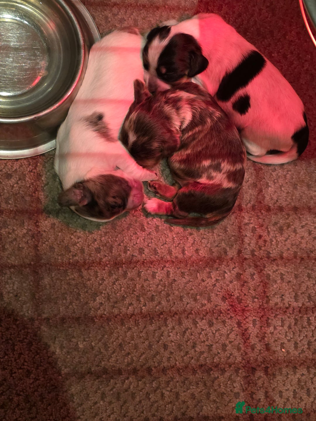 Cocker Spaniel dogs for sale: Kc registered mixed litter - Image 5