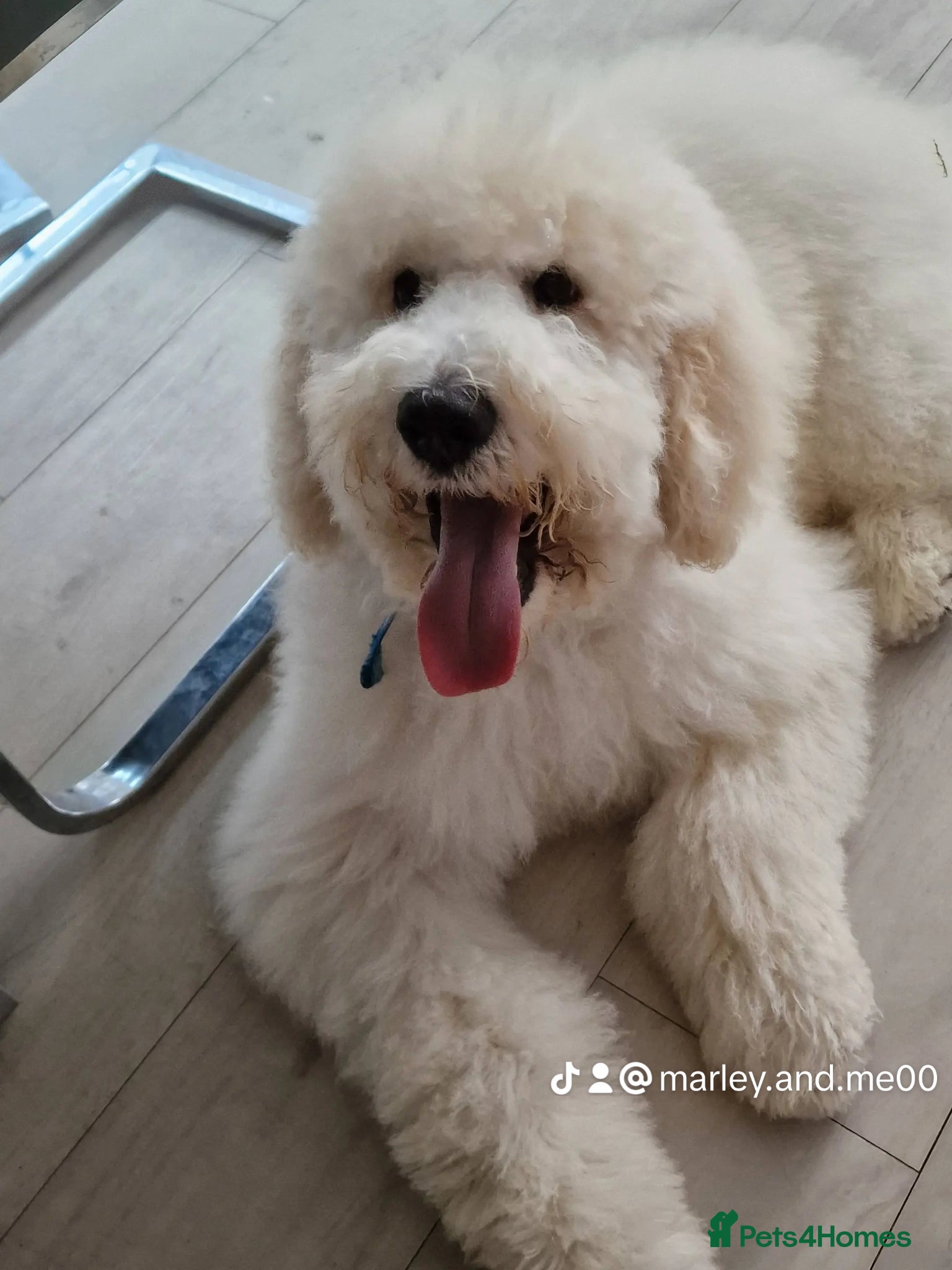 Standard Poodle dogs for stud: Standard White Poodle as stag - Advert 20