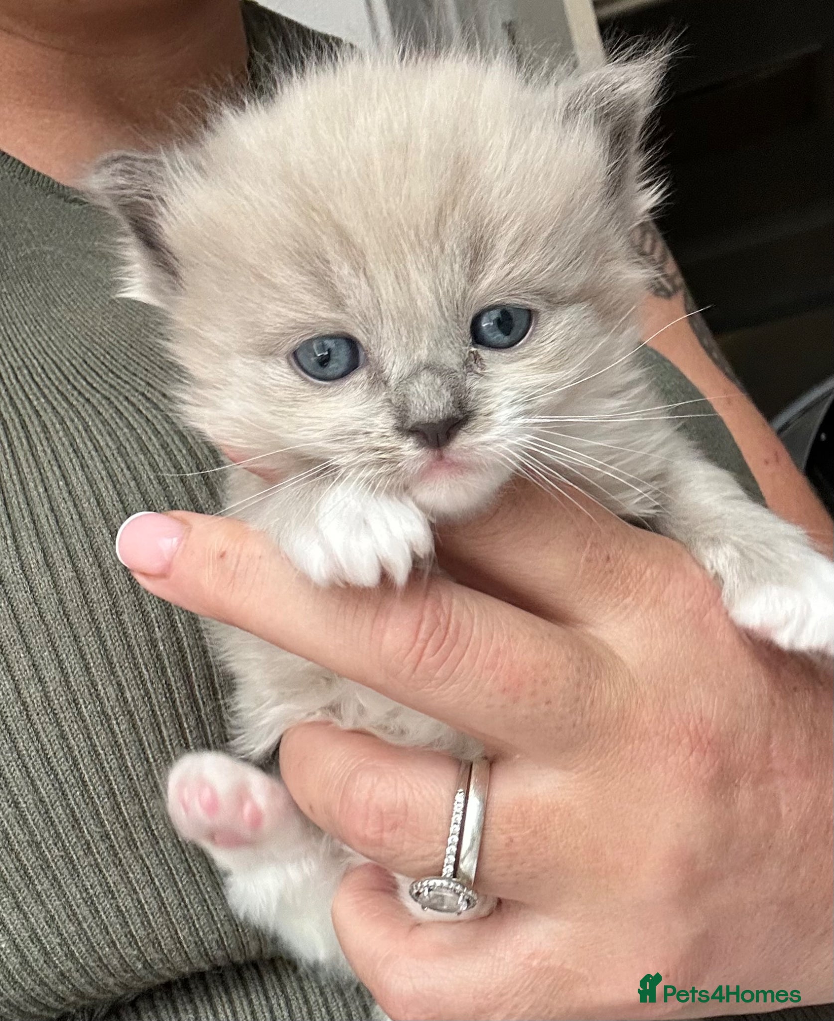 Ragdoll cats Stunning Mitted Ragdolls  - Advert 2