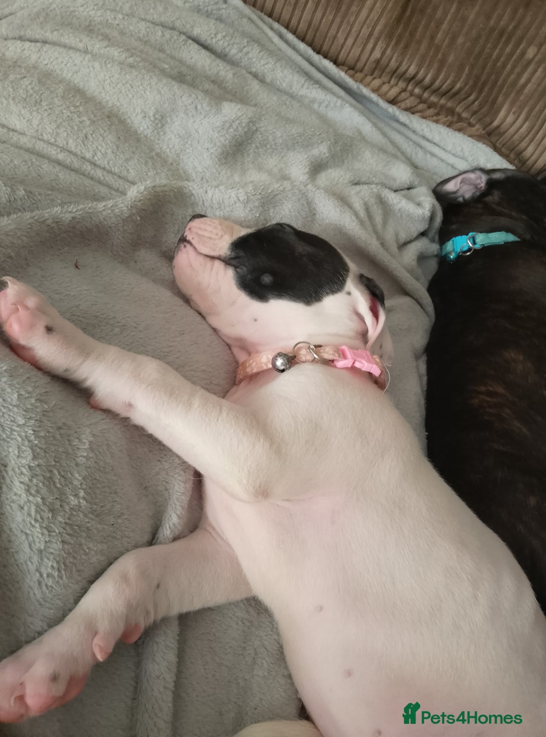 Staffordshire Bull Terrier dogs for sale: Staffie puppies for sale  - Image 20