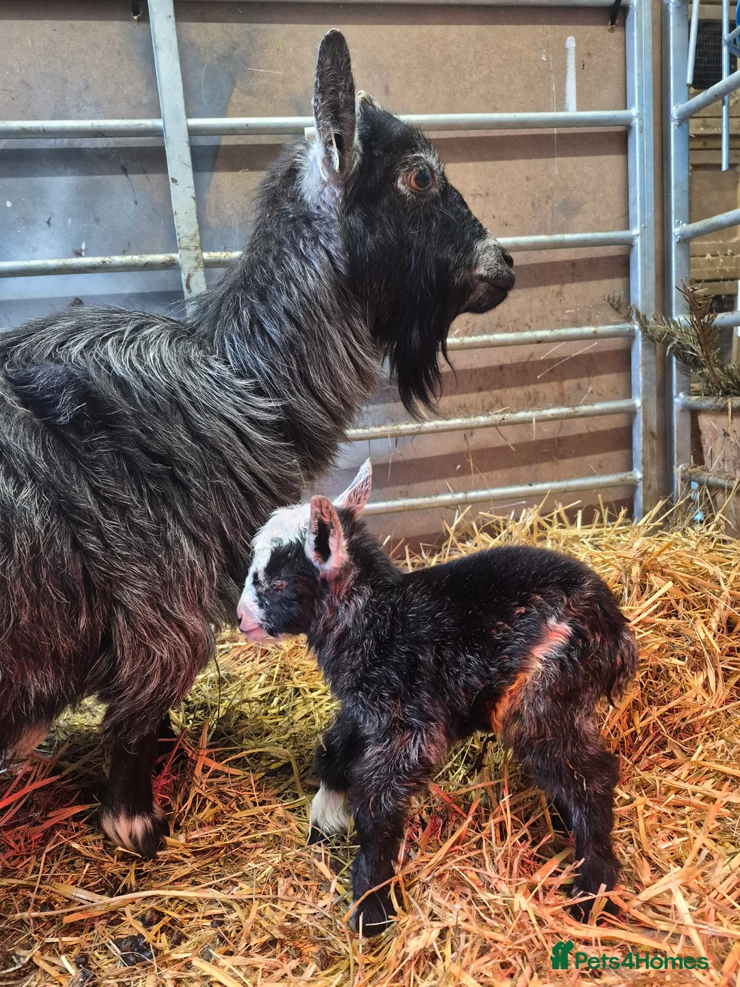 Goats livestock for sale: Stunning pygmy goat kids - Advert 4