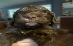 Cockapoo dogs for sale: Beautiful litter of F2 cockapoos  - Image 5