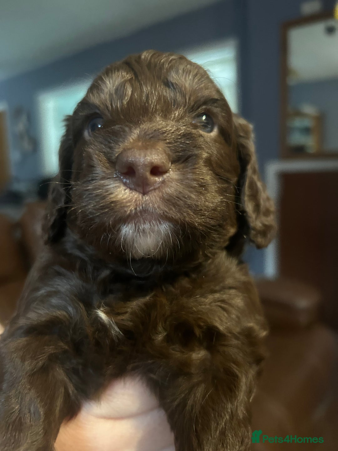 Cockapoo dogs for sale: Beautiful litter of F2 cockapoos  - Image 5