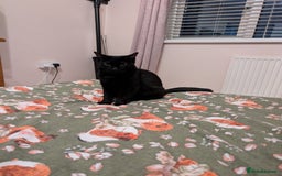 Domestic Shorthair cats for sale: Beautiful Izzy - Image 2