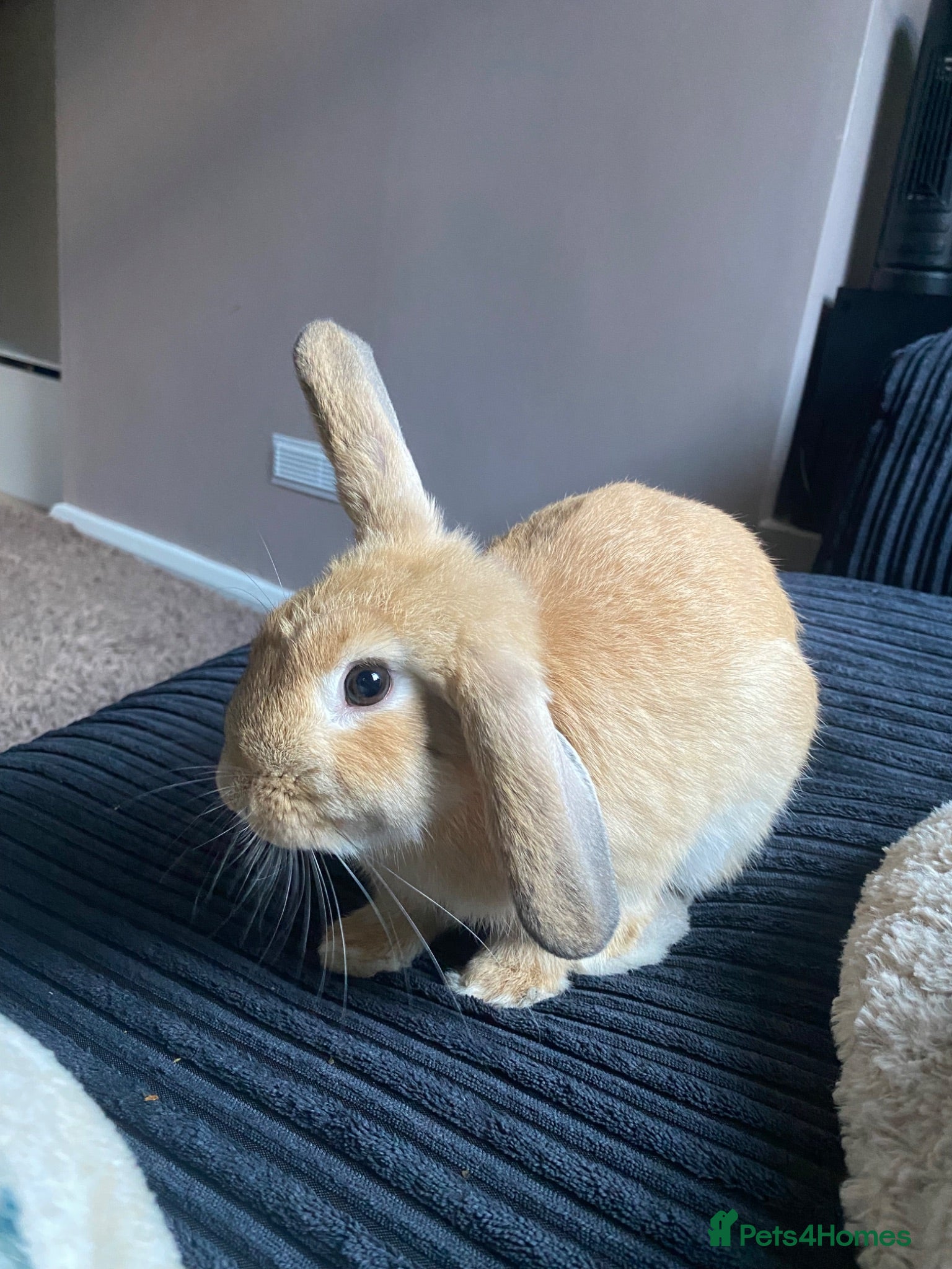 Mini Lop rabbits Lovely girl for rehoming - Advert 1