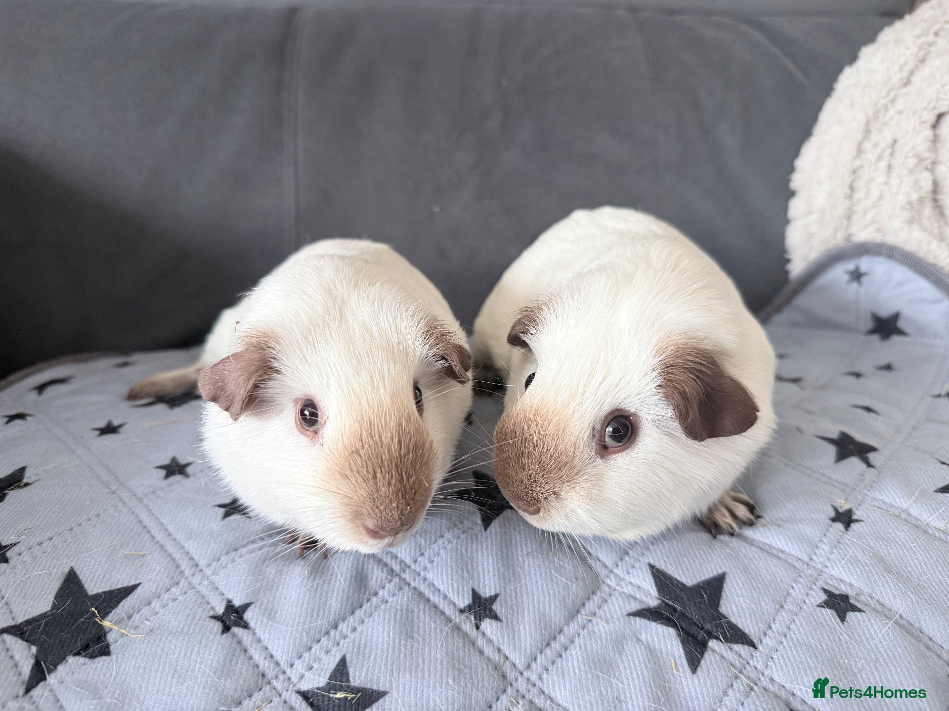 Guinea Pig rodents Californian male guinea pigs, cage + huge bundle - Advert 1