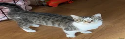 Mixed Breed cats for sale: 2 kittens for sale  in Seaham - Advert 2