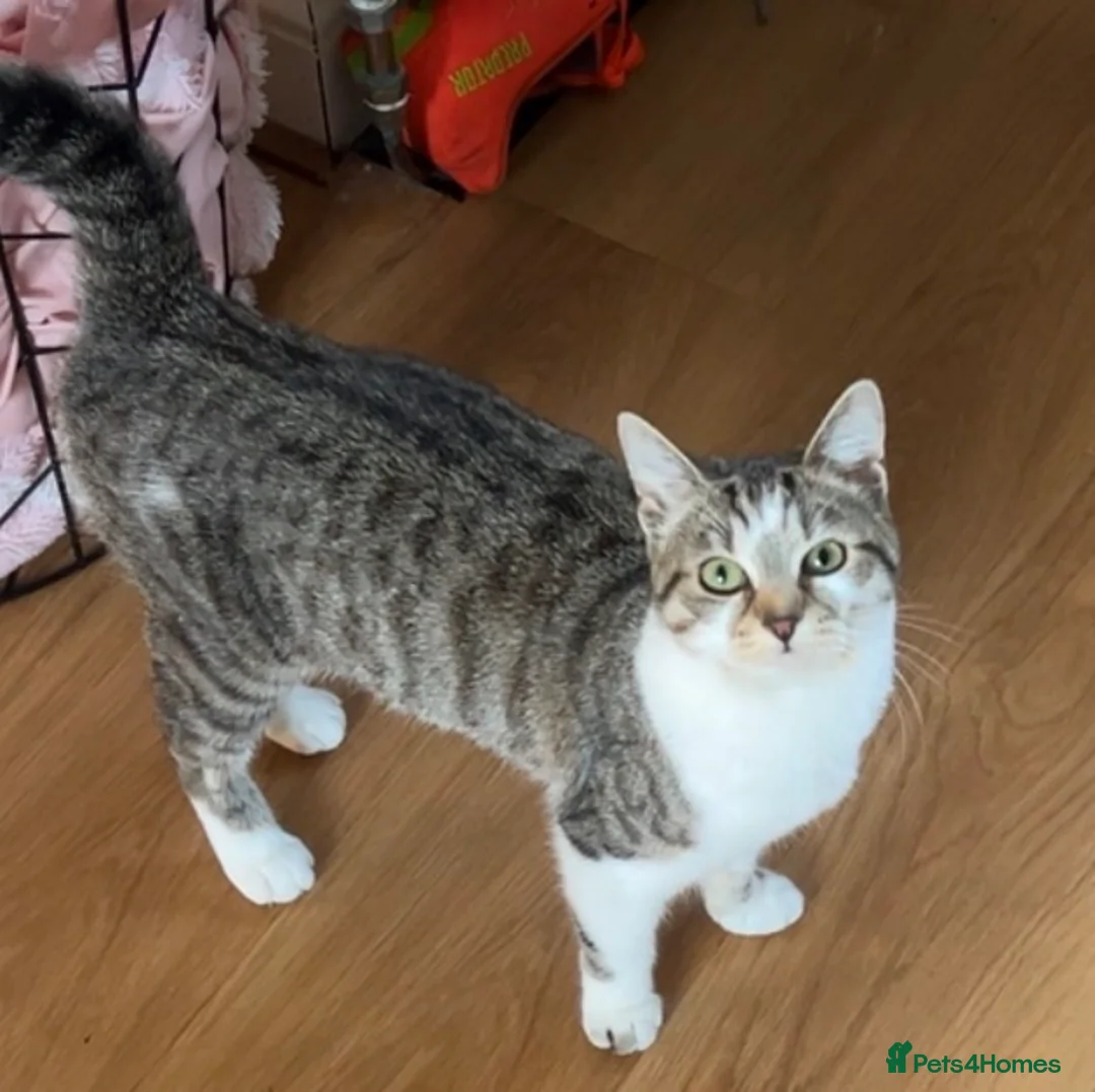 Mixed Breed cats for sale: 2 kittens for sale  in Seaham - Advert 2