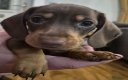 Miniature Dachshund dogs for sale: Miniature Dachshund Pups Looking for Loving Homes - Image 5