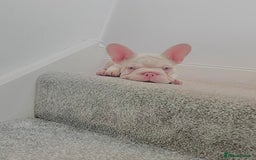 French Bulldog dogs for sale: High DNA French bulldog Male & Females  - Image 6