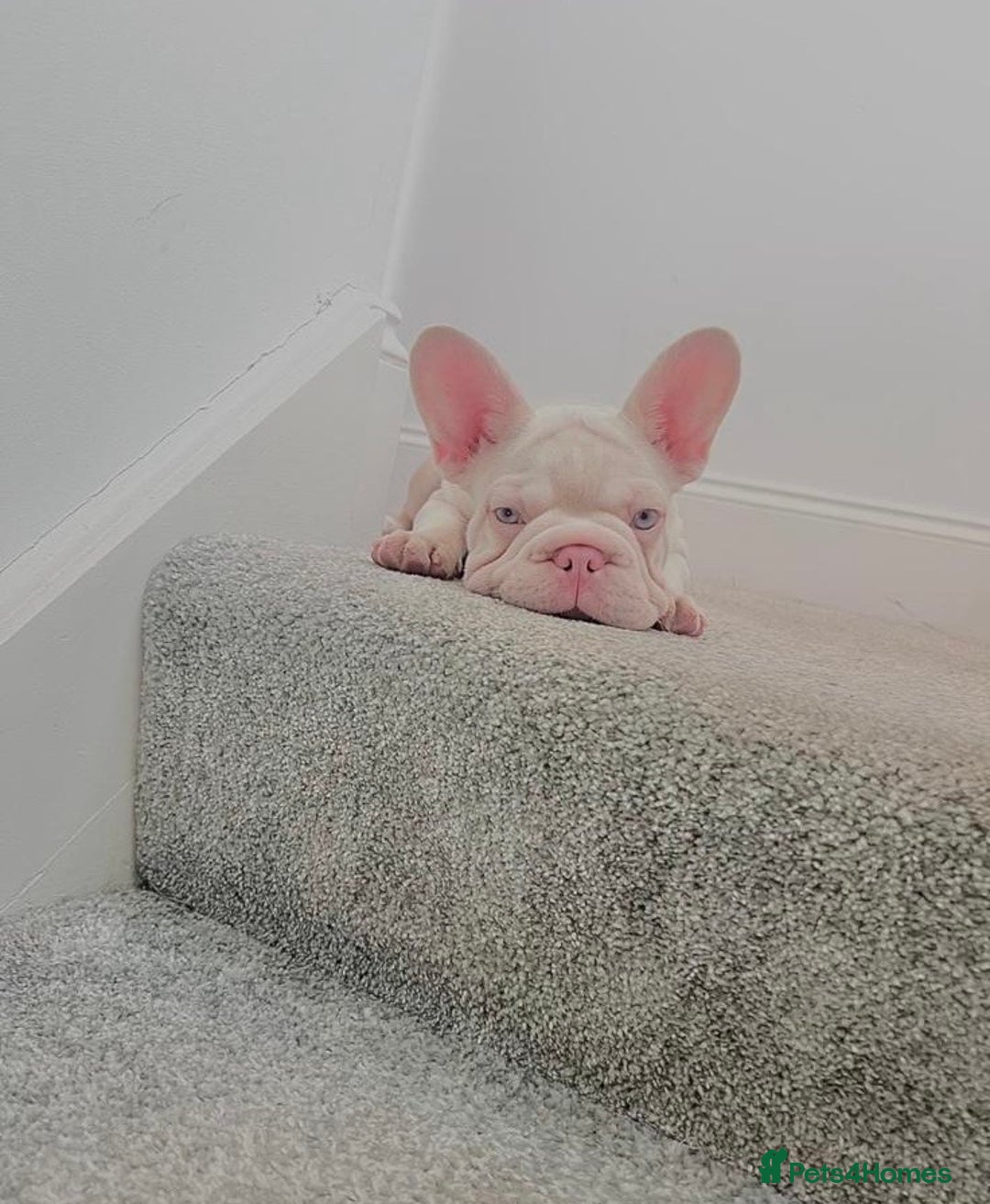 French Bulldog dogs for sale: High DNA French bulldog Male & Females  - Image 6