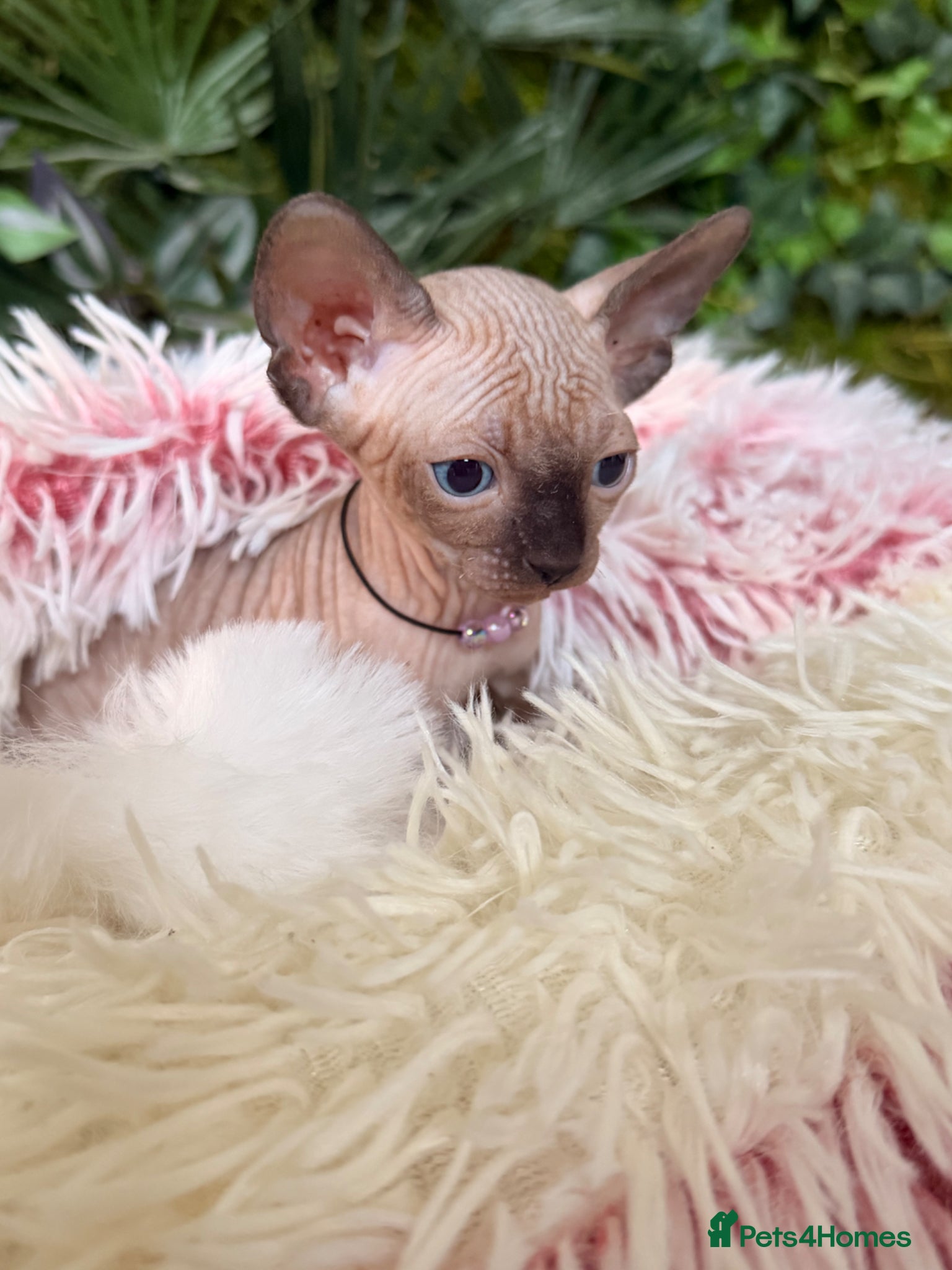 Sphynx cats for sale: 3 stunning kittens available! - Advert 11