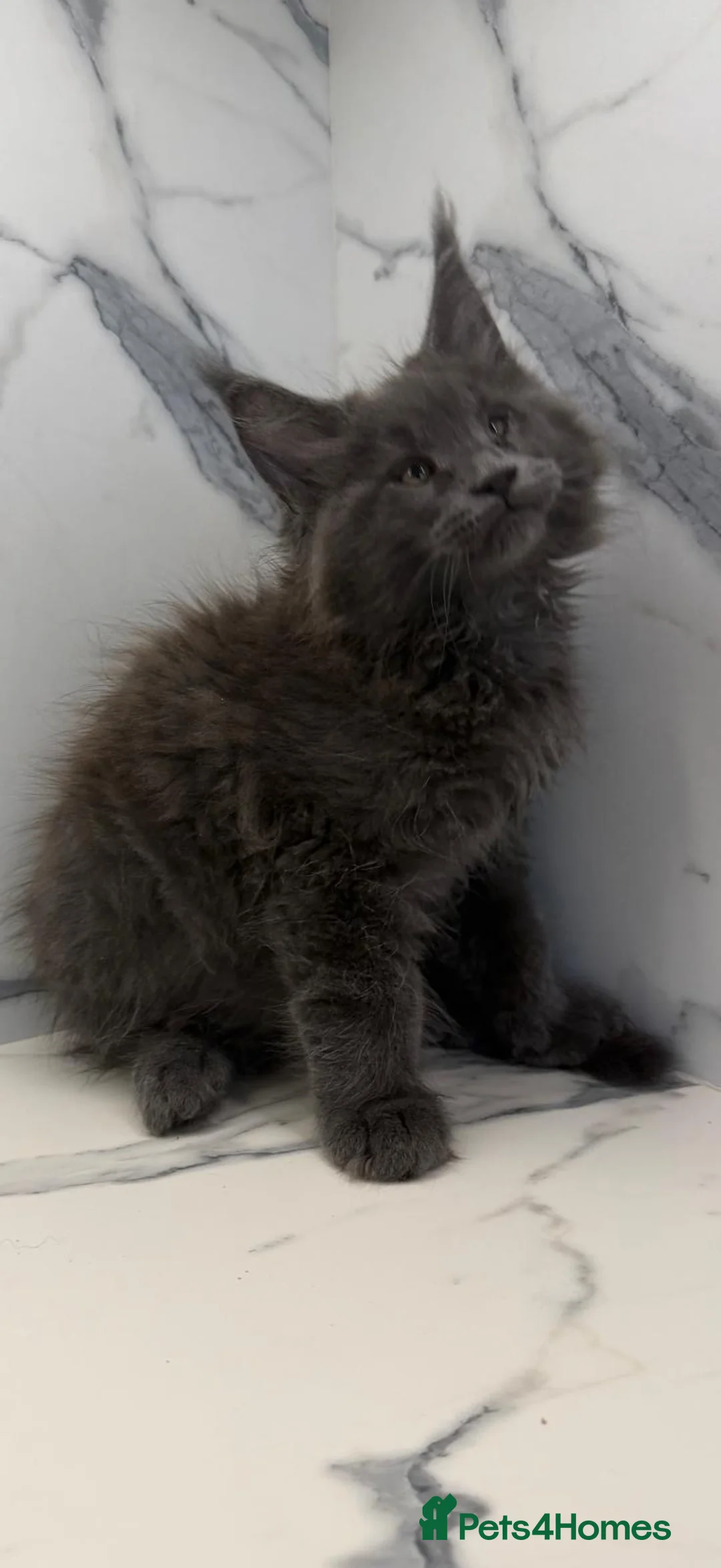 Maine Coon cats for sale: Pure pedigree Maine coon kittens - Advert 6
