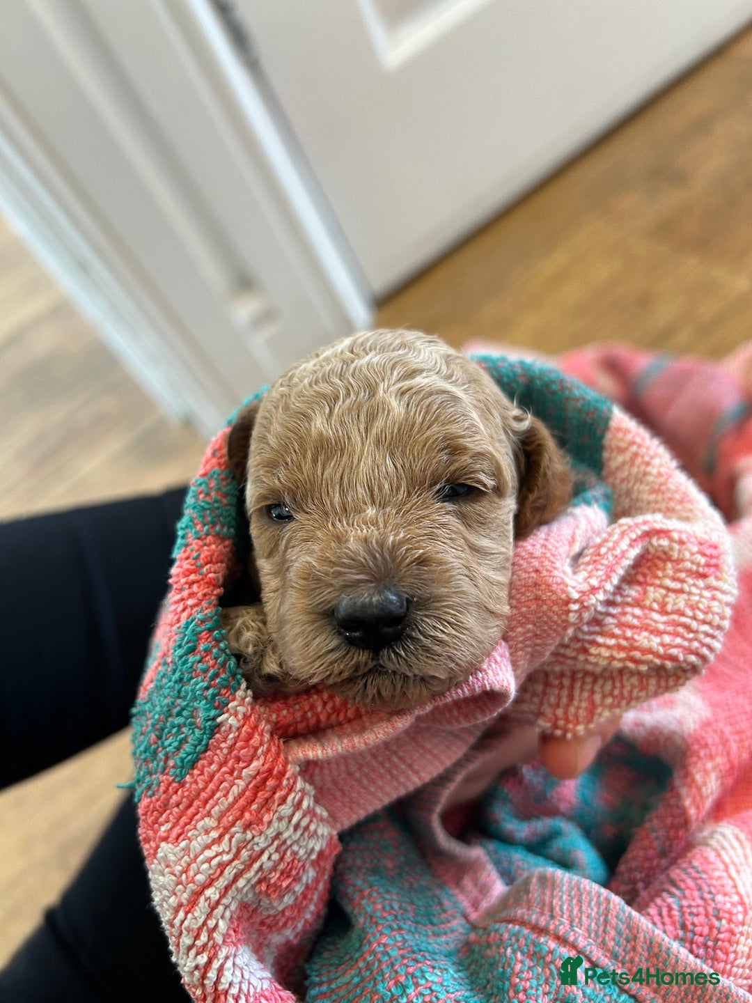 Cavapoo dogs for sale: Cavapoo Puppies for Sale - Image 32