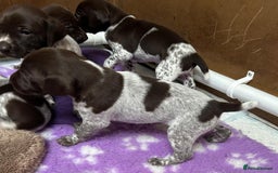 German Shorthaired Pointer dogs for sale: Gorgeous litter of German Shorthair puppies - Image 13