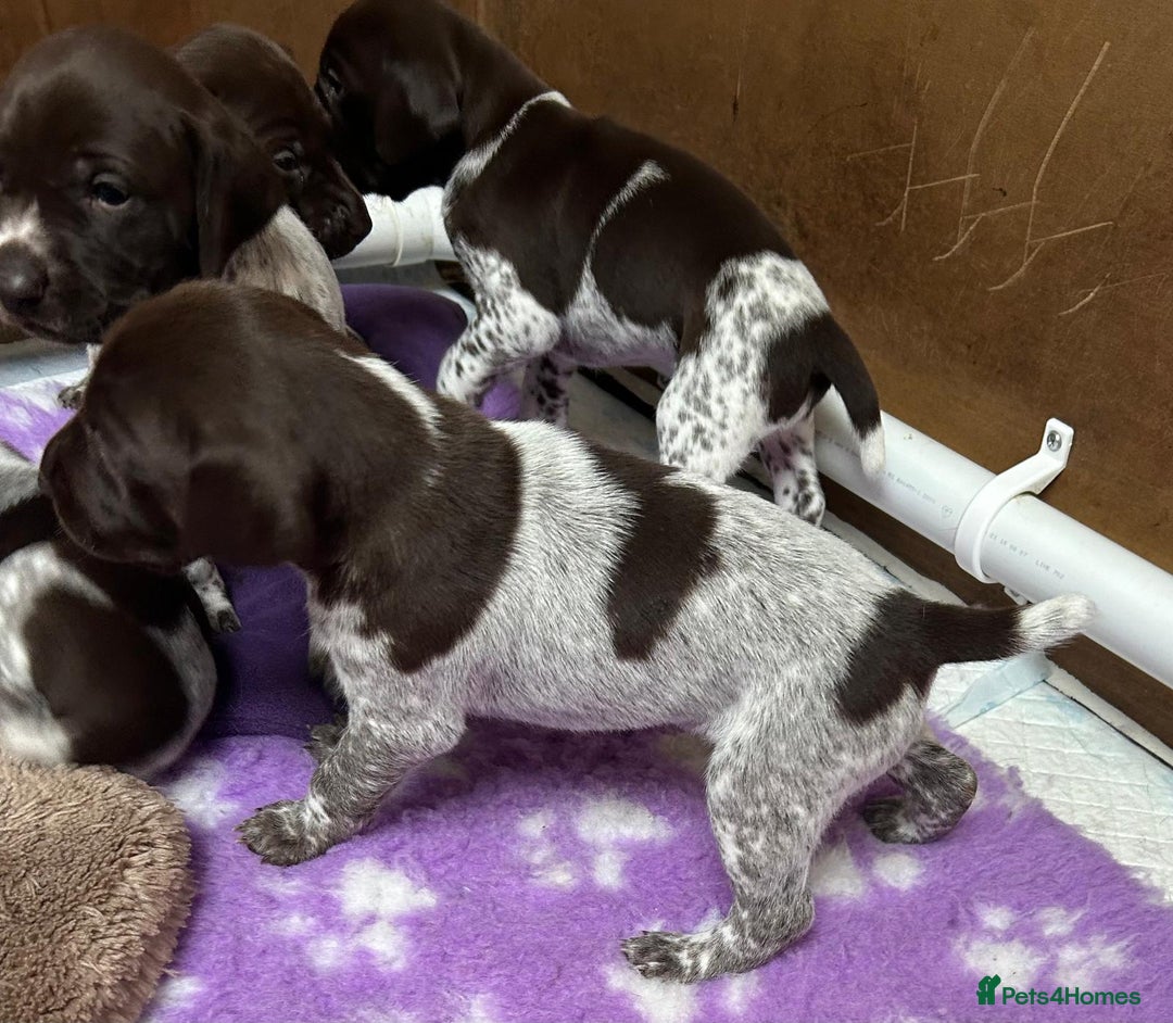 German Shorthaired Pointer dogs for sale: Gorgeous litter of German Shorthair puppies - Image 13