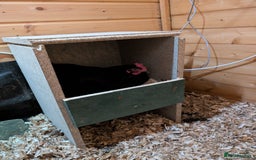 Chickens poultry for sale: 3 Chickens to rehome - Image 3