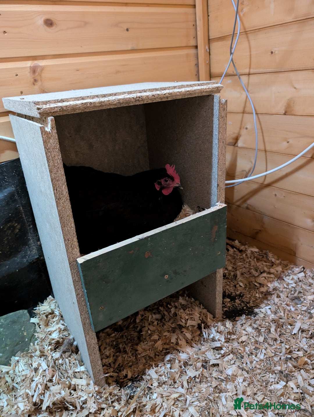 Chickens poultry for sale: 3 Chickens to rehome - Image 3