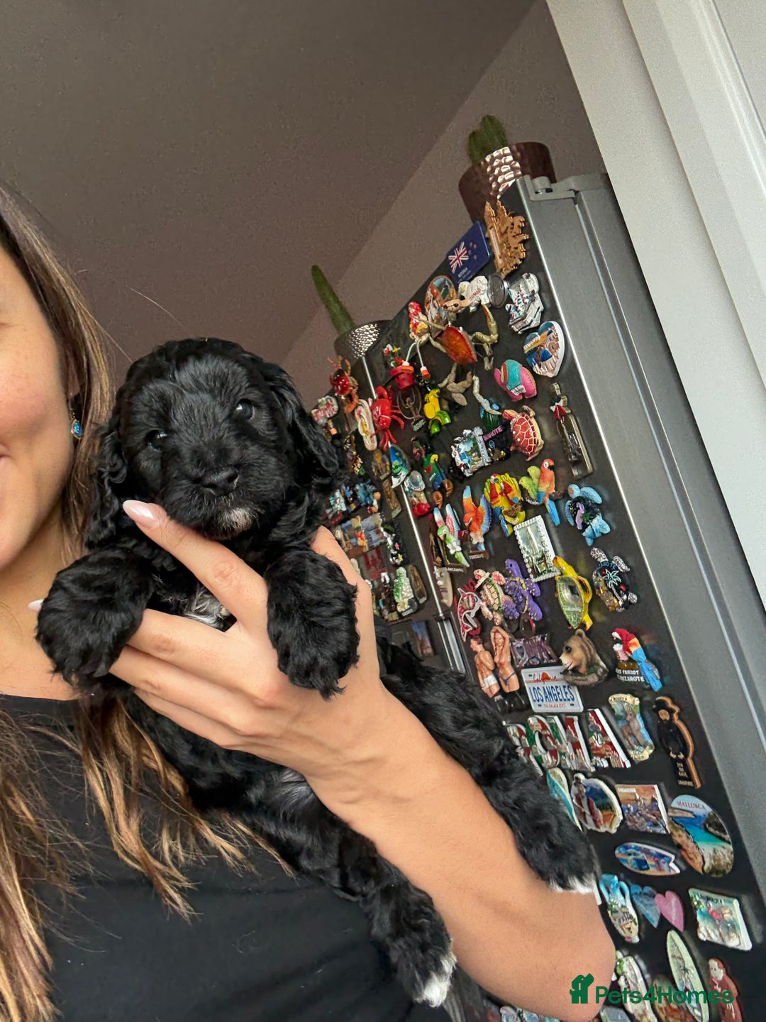 Cavapoo dogs for sale: Cavapoo puppies - Advert 3