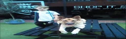 German Shepherd dogs for sale: 10 stunning german shepherd pups. - Advert 4